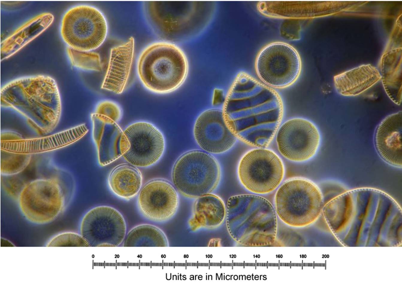 11-1_Diatoms.png